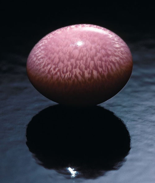 海螺珍珠Co<em></em>nch pearls
