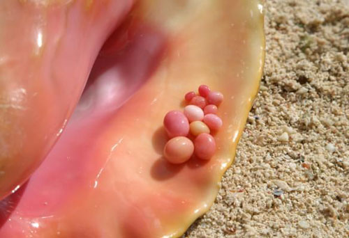女王凤凰螺The Queen conch