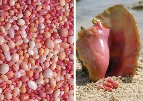 海螺珍珠Co<em></em>nch pearls 项链